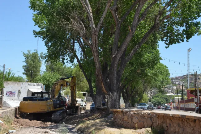 Piden proteger árboles en trabajos de avenida Tecnológico