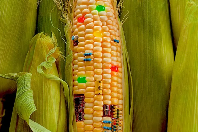 Planea México retirar transgénico del consumo humano con nueva NOM