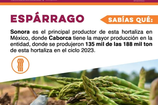 Sonora, principal productor de espárrago en México: Secretaría de Agricultura