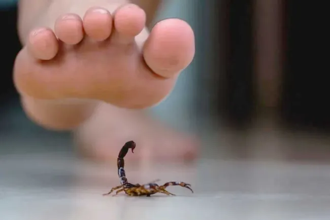 Aumentan casos de picaduras de alacranes en esta temporada