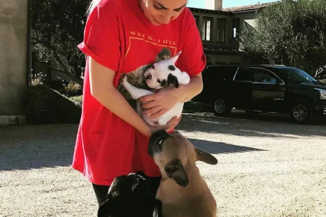 Lady Gaga no pagará la recompensa que ofreció por sus perros