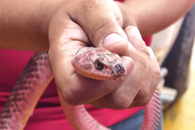 Aumentan reportes por serpientes en la ciudad