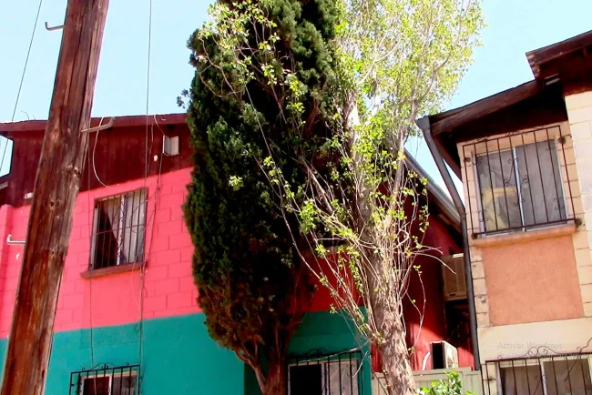 Deja sin electricidad caída de árbol en Nuevo Nogales