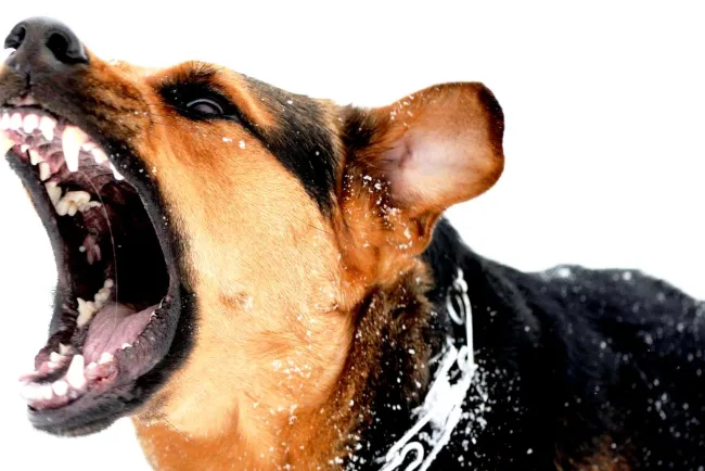 Atacan perros de vecino a residente de la Bella Vista