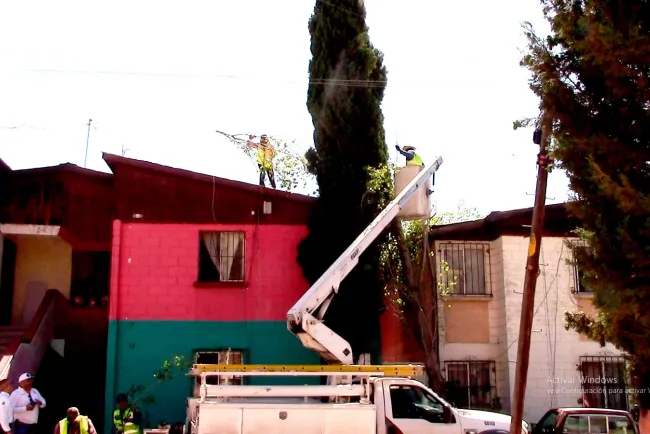 Atienden caso de árbol caído por fuertes vientos en Nuevo Nogales