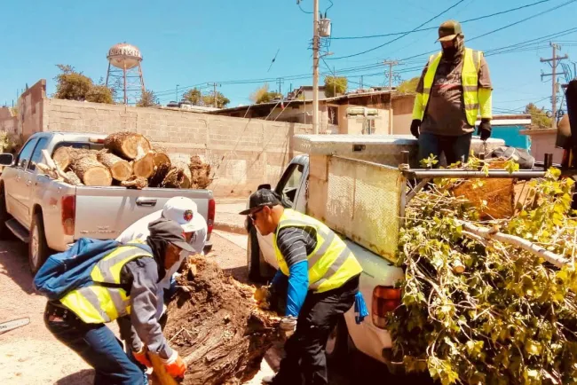 Realizan poda de árboles para evitar cortos circuitos