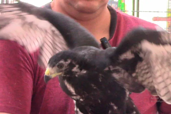 Rescatan a águila negra en Caborca