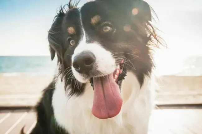 Hoy se celebra el Día Mundial del Perro; un amor incondicional