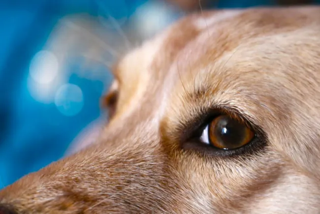 Agreden a hombre y mascota en Lomas de Nogales