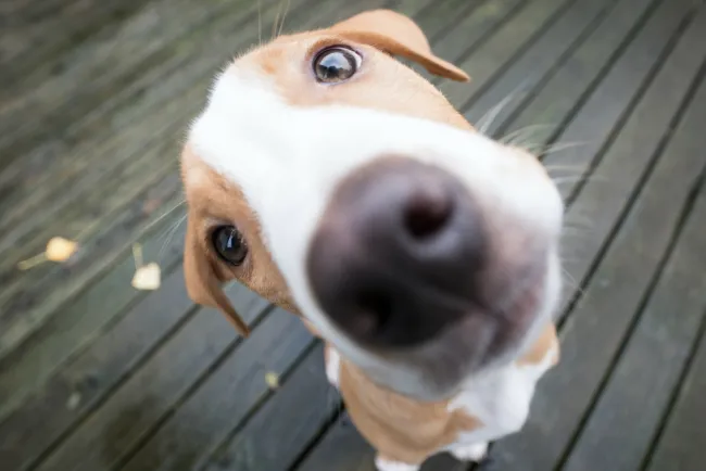 Hoy es el Día Mundial del Perro; felicidades al mejor amigo del ser humano