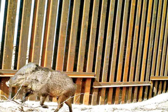 Ganan lucha ambiental contra muro de Trump