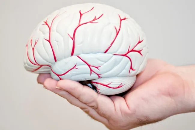 Cuida tu salud cerebral con dieta sana y cero alcohol