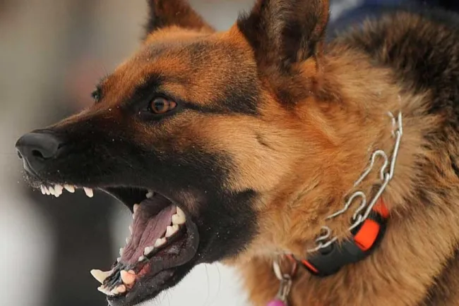 Muerde can a niña; la internan en hospital