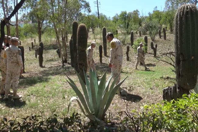 Implementa Ejército Mexicano acciones de reforestación