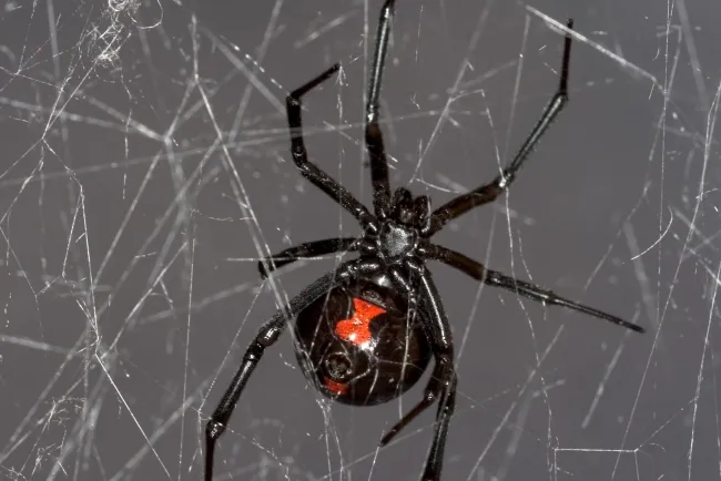 Deja niño que lo muerda una ‘viuda negra’; quería ser Spider-Man