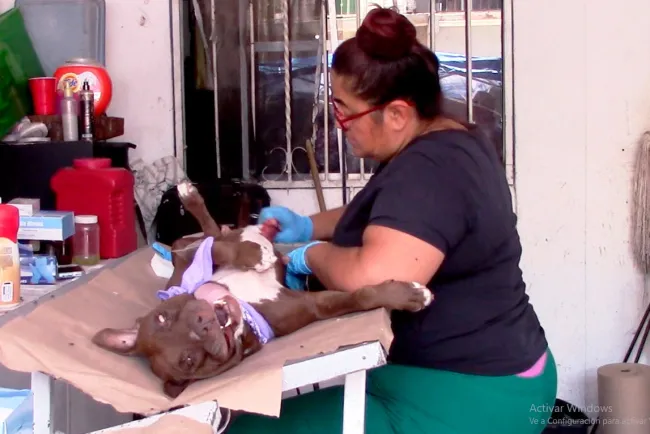 Reanudan campañas de castración y esterilización en las colonias