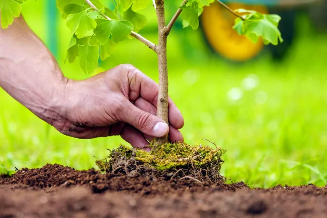 Motiva a ciudadanos realizar campaña de reforestación