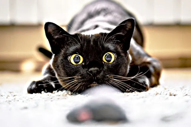 Celebran Día Internacional del Gato