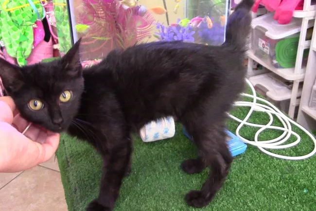 La personalidad de tu gato varía dependiendo el color de su pelaje