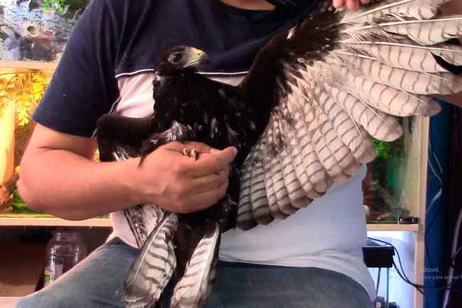 Salud de águila negra evoluciona favorablemente tras rescate