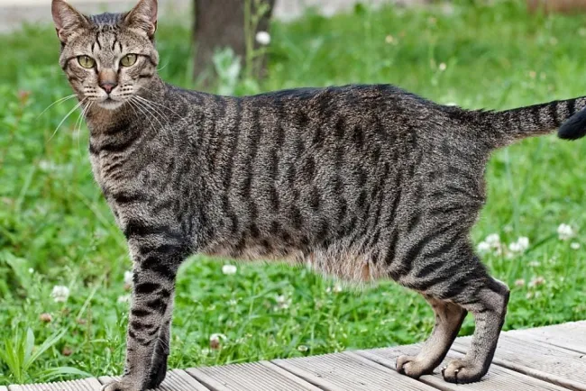 ¿Cuál es la misión espiritual de los gatos?