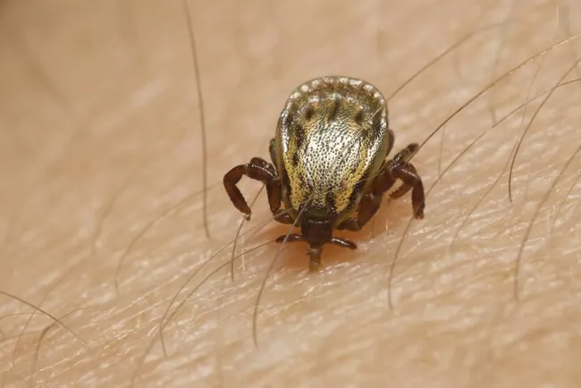 Sin muertes en Nogales por rickettsia
