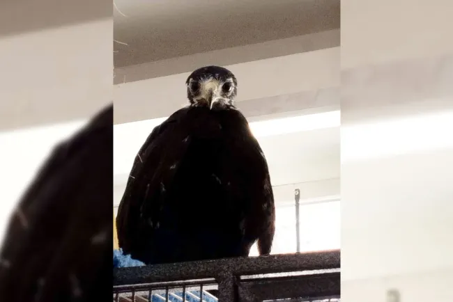 Muere “Moctezuma”, águila negra rescatada