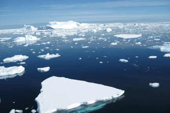 Encuentran extraña criatura con 20 brazos en el mar antártico