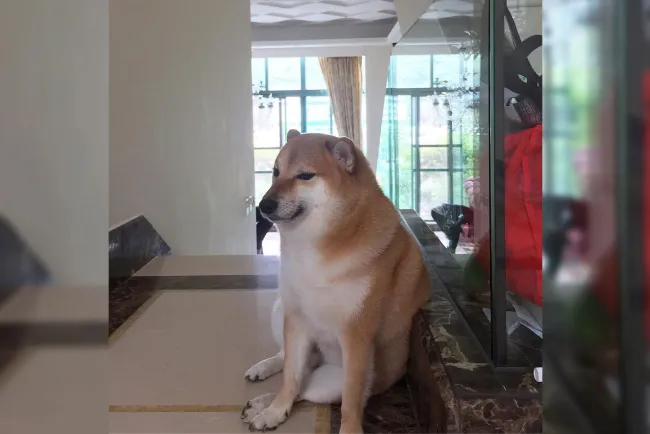 Fallece Ballitze, mejor conocido como “Cheems”, el perrito de los memes