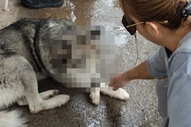 Atiende Salud Municipal caso de posible maltrato animal