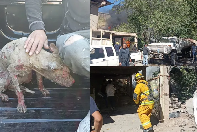 Arden dos viviendas; resulta perrita lesionada por las llamas