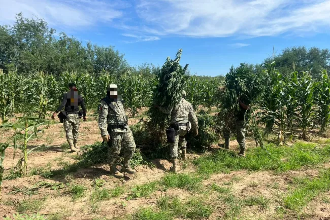 Aseguran en Magdalena de Kino plantíos de marihuana
