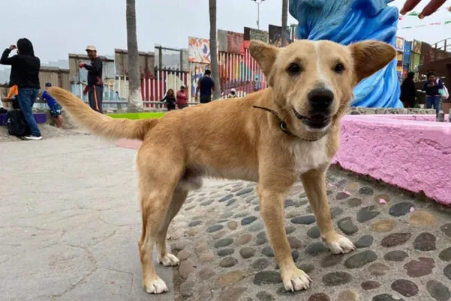 Deportan a ‘Oso’ perrito que cruzó de Tijuana a EU