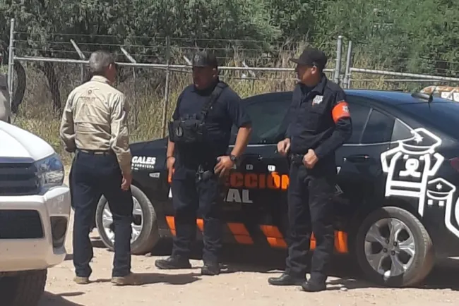 Cunde pánico por supuesto escape de tigre; fue un mal entendido