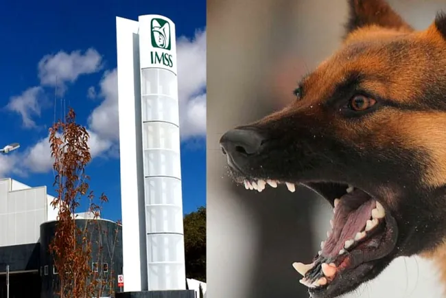 Muerde can a niño en la cara