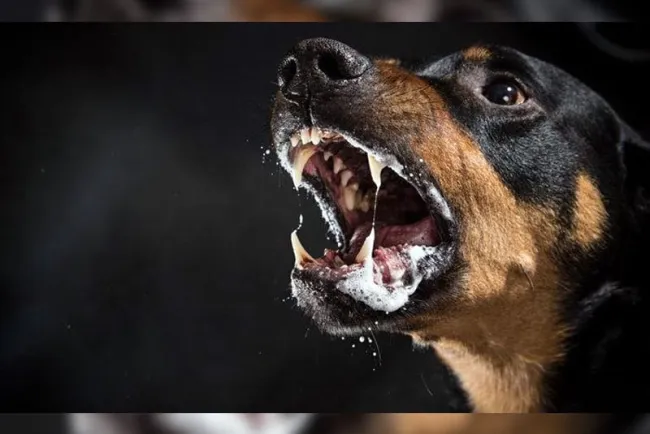 Conmemoran Día Mundial Contra la Rabia