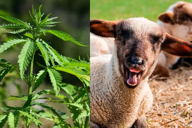 Devoran ovejas kilos de mariguana; se alocan y "saltan más que las cabras"