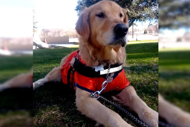 Piden respetar derechos de mascotas de apoyo