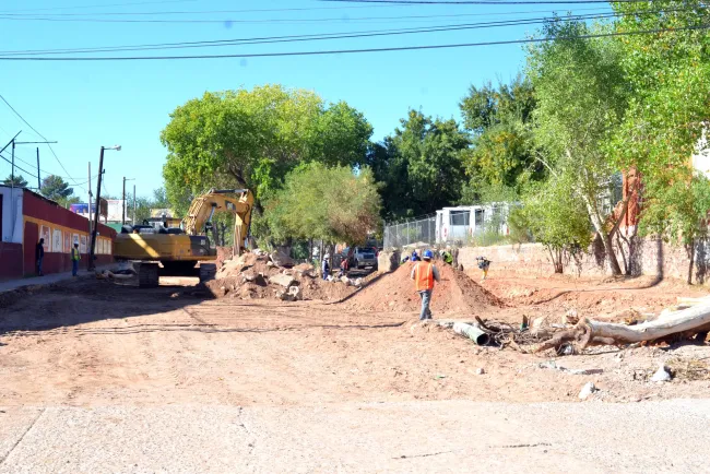 Removerán 28 árboles de la Tecnológico