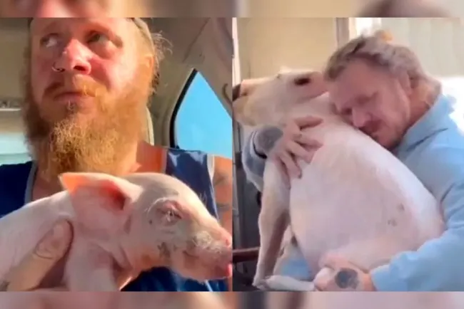 Salta cerdita bebé de camión y la salva y adopta un hombre como mascota