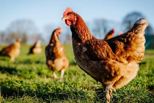 Reaparece gripe aviar en aves de corral en EU