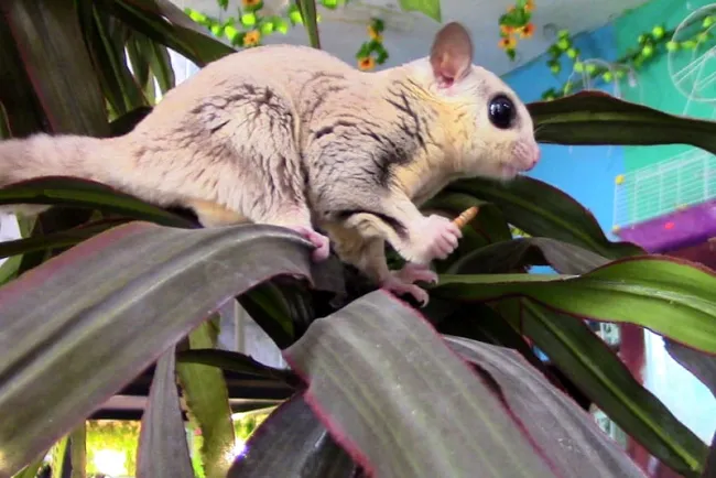 Se vuelven populares los petauros de azúcar