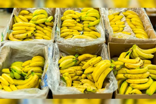 Decomisan 7.7 toneladas de plátanos rellenos de cocaína