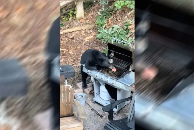 Deja oso sin hamburguesas y sin refresco a familia