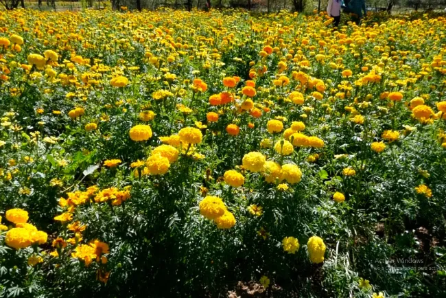 Flor de cempasúchil, símbolo del Día de Muertos