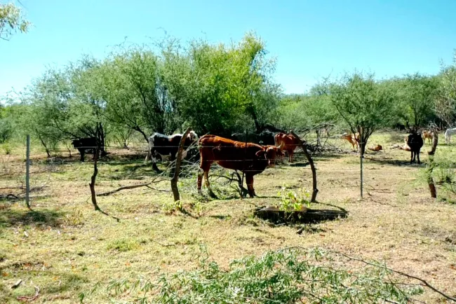 Vida de rancho; tranquila, sana y con paz