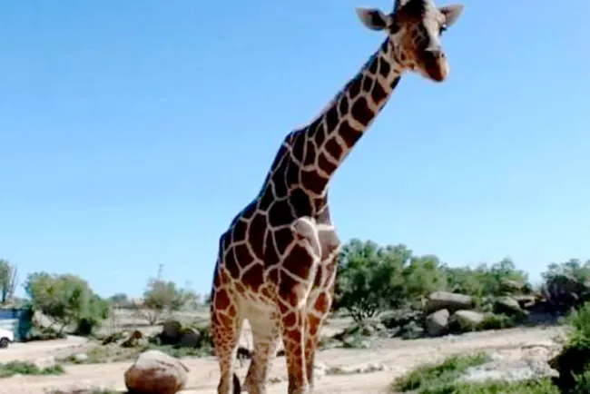 Despiden a “Pancho”, la jirafa del Centro Ecológico de Sonora