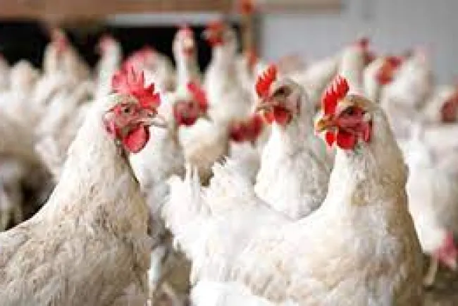 Confirman segundo caso de influenza aviar en granja de Cajeme