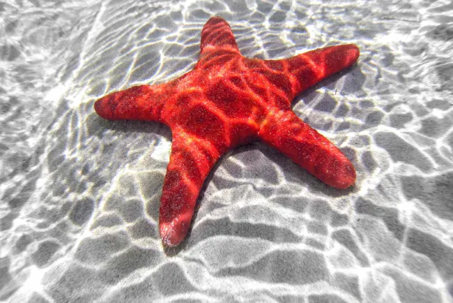 ¿Tienen cabeza las estrellas de mar? Estudio científico revela