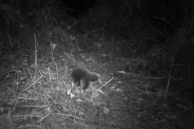 Redescubren animal que se creía extinto
